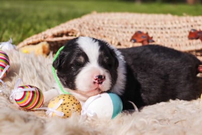 Les chiots de Berger Australien