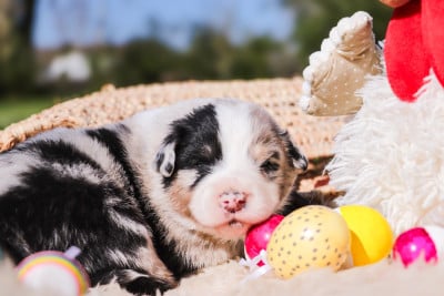 Les chiots de Berger Australien