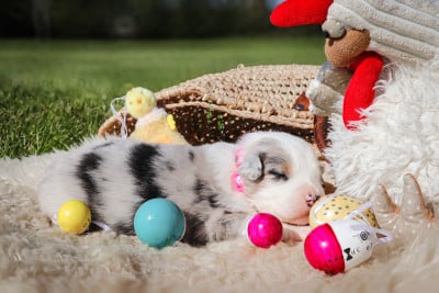 Les chiots de Berger Australien