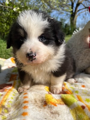 Les chiots de Berger Australien