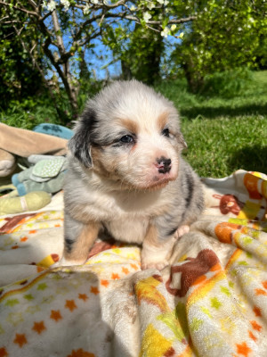 Les chiots de Berger Australien