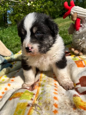 Les chiots de Berger Australien
