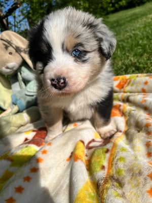 Les chiots de Berger Australien
