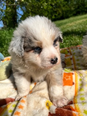 Les chiots de Berger Australien