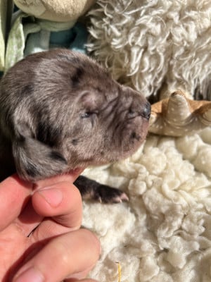 Les chiots de Dogue allemand