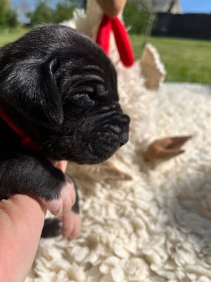 Les chiots de Dogue allemand