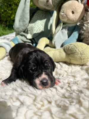 Les chiots de Dogue allemand