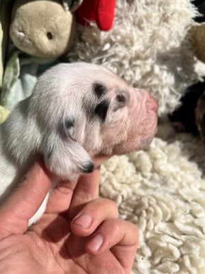 Les chiots de Dogue allemand