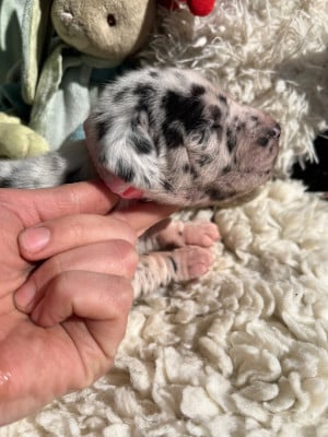 Les chiots de Dogue allemand