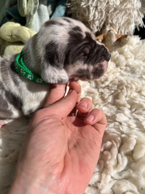 Les chiots de Dogue allemand