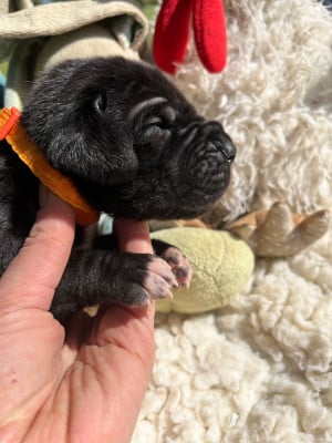 Les chiots de Dogue allemand