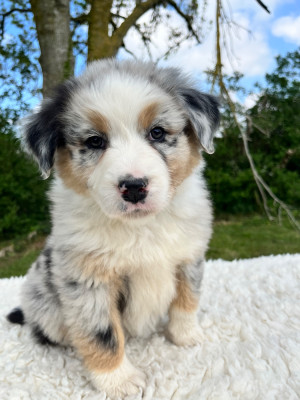 Les chiots de Berger Australien