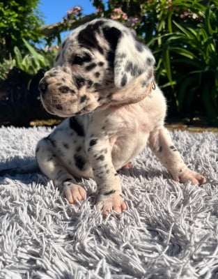 Les chiots de Dogue allemand