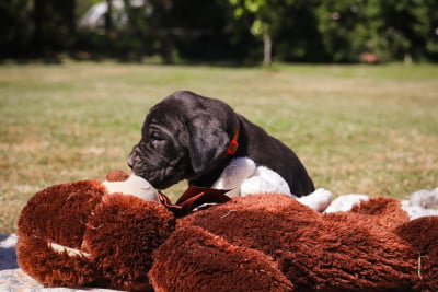 Les chiots de Dogue allemand