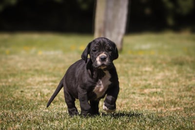 Les chiots de Dogue allemand