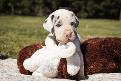 Les chiots de Dogue allemand