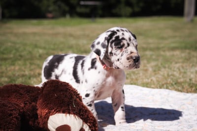 Les chiots de Dogue allemand