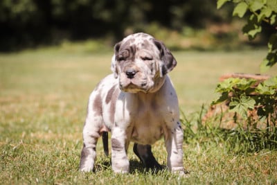 Les chiots de Dogue allemand