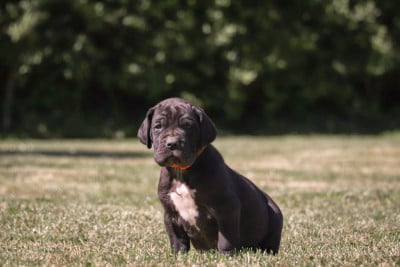Les chiots de Dogue allemand