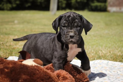 Les chiots de Dogue allemand