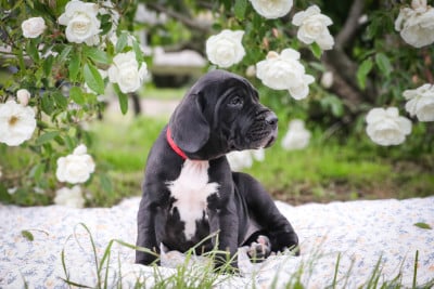 Les chiots de Dogue allemand