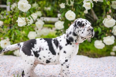 Les chiots de Dogue allemand