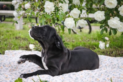 Les chiots de Dogue allemand