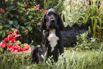 Les chiots de Dogue allemand