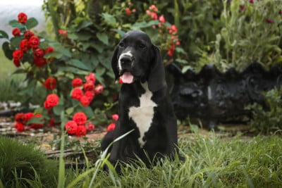 Les chiots de Dogue allemand