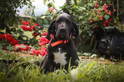 Les chiots de Dogue allemand