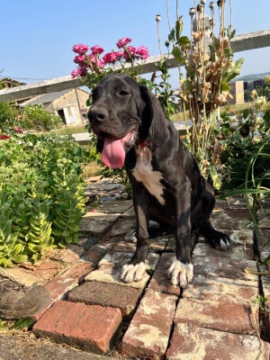 Les chiots de Dogue allemand