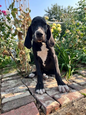 Les chiots de Dogue allemand