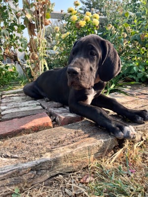 Les chiots de Dogue allemand