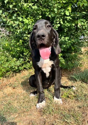 Dogue allemand
