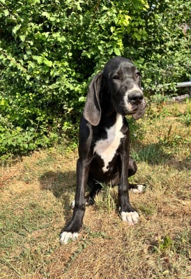 Les chiots de Dogue allemand
