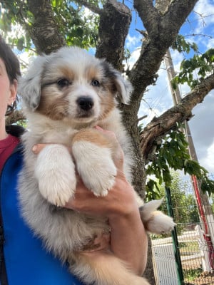 Les chiots de Berger Australien