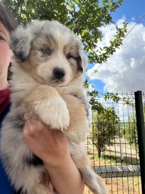 Les chiots de Berger Australien
