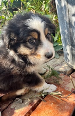 Les chiots de Berger Australien