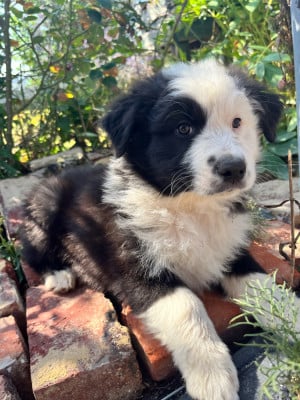 Les chiots de Berger Australien