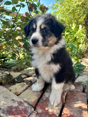 Les chiots de Berger Australien