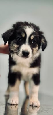 Les chiots de Berger Australien