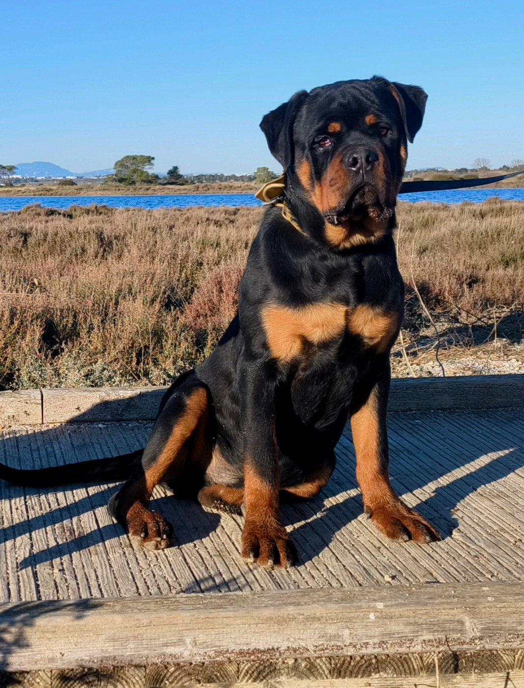 Akhenaton Du Royaume De L'Occitanie