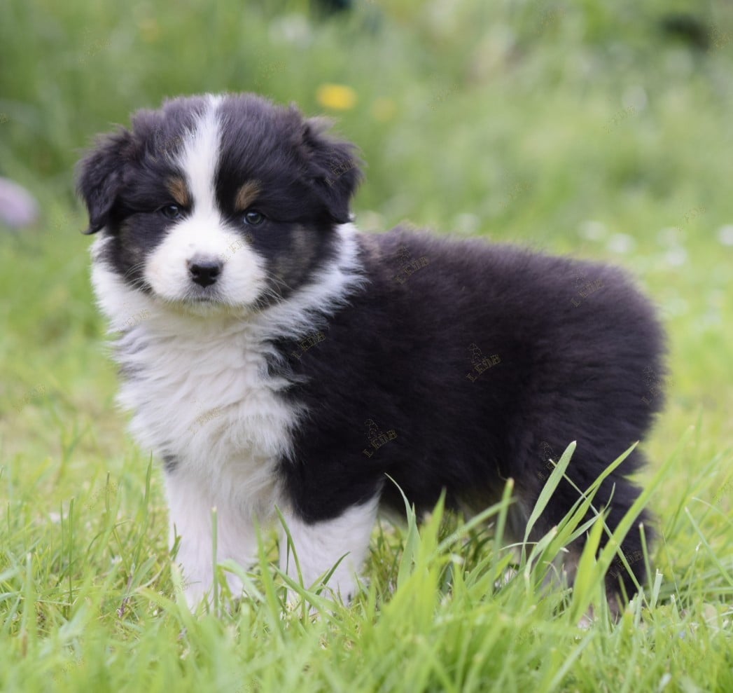 Publication : De L'eldorado Du Bonheur