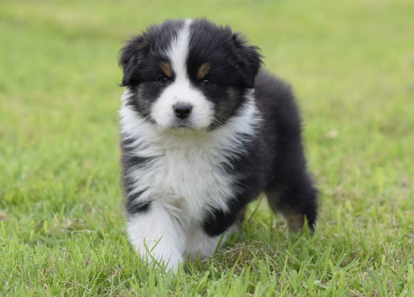 Publication : De L'eldorado Du Bonheur