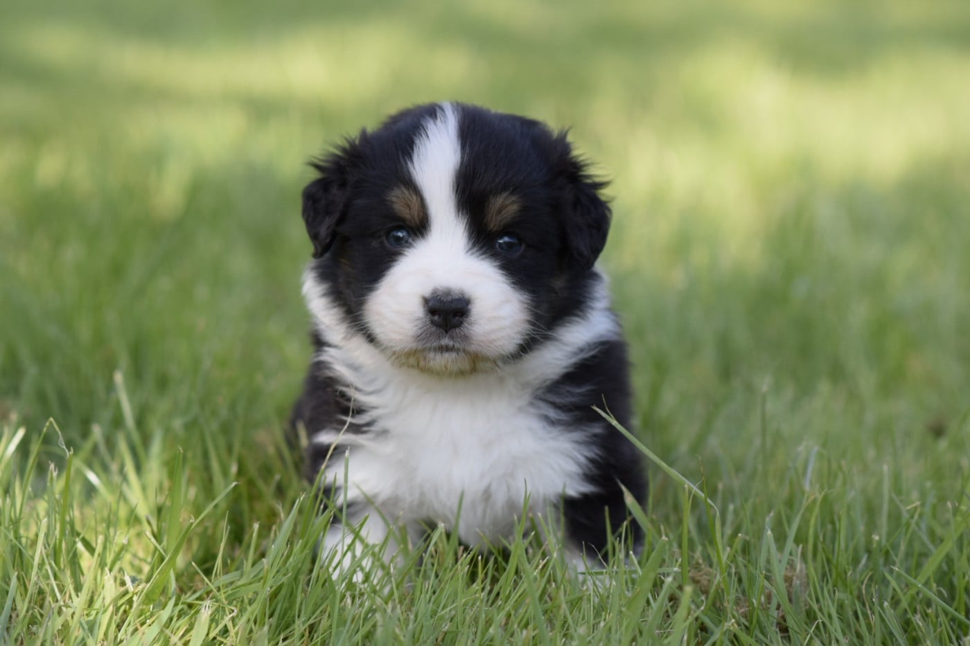 Publication : De L'eldorado Du Bonheur