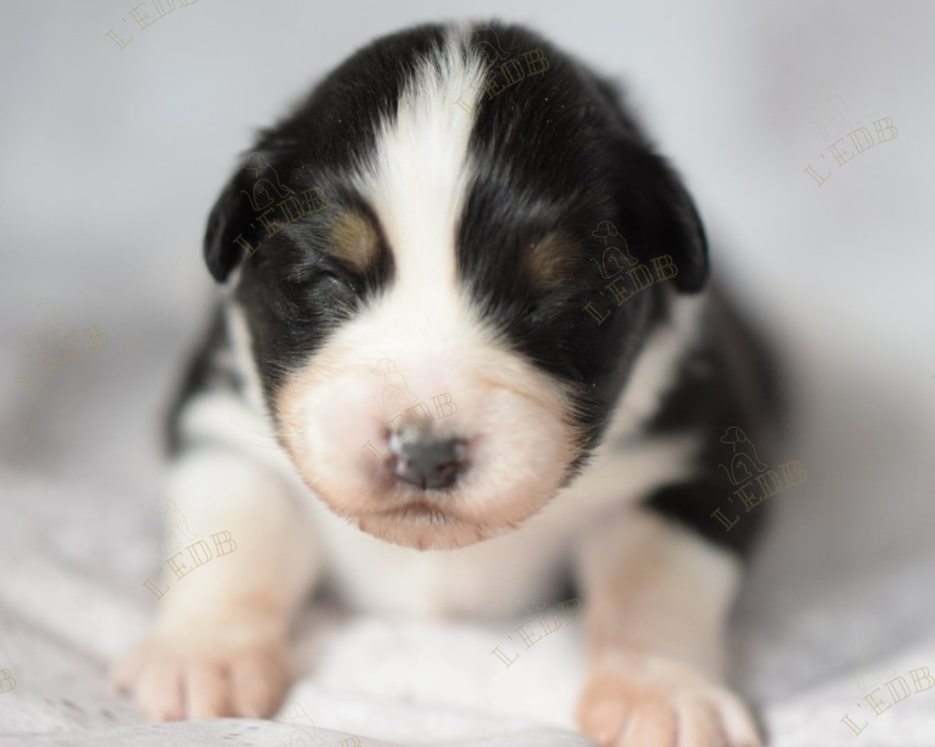 Publication : De L'eldorado Du Bonheur