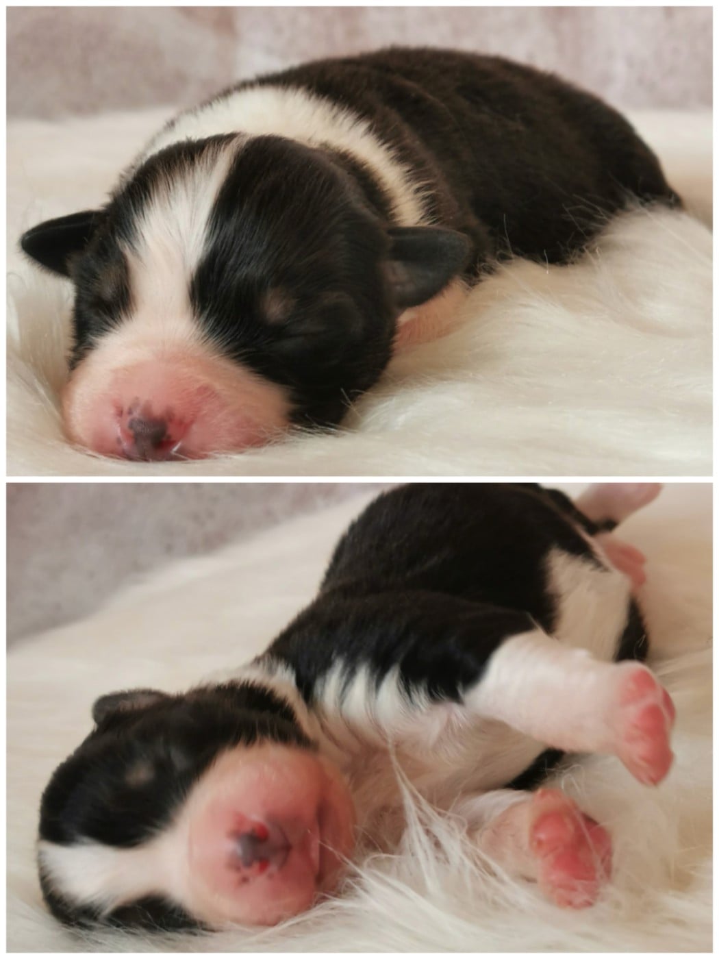 Publication : De L'eldorado Du Bonheur