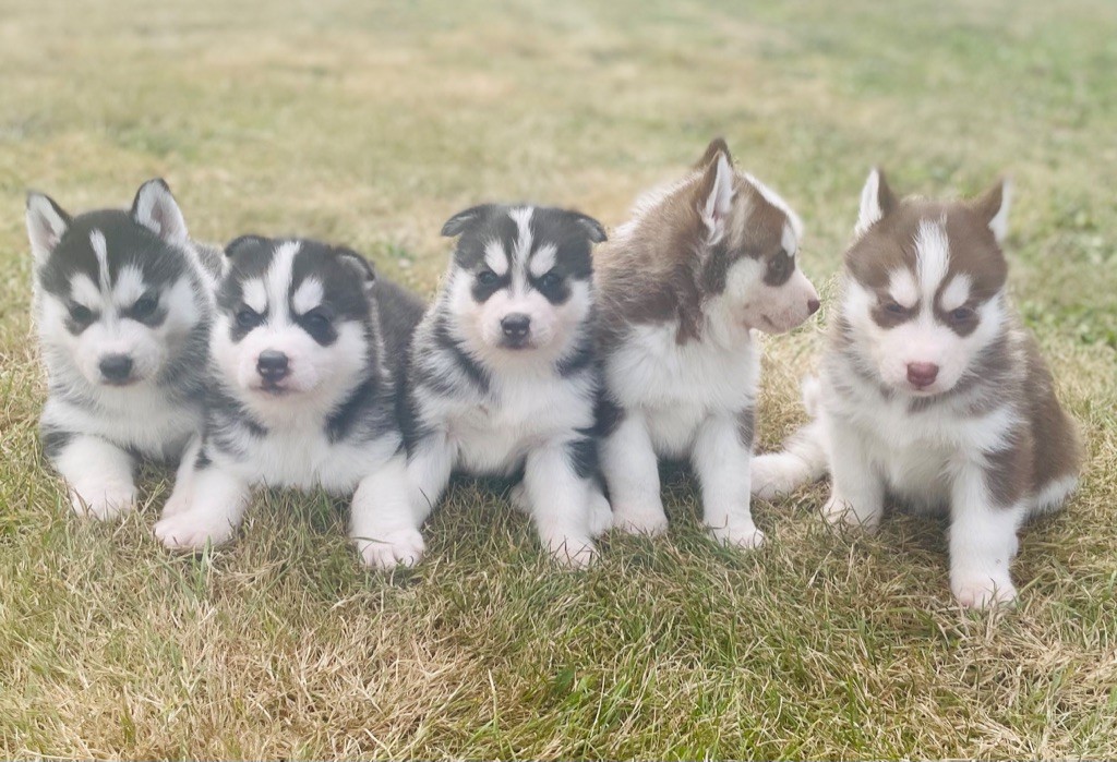 Siberian Husky