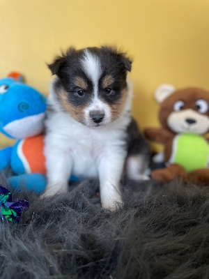 Les chiots de Shetland Sheepdog