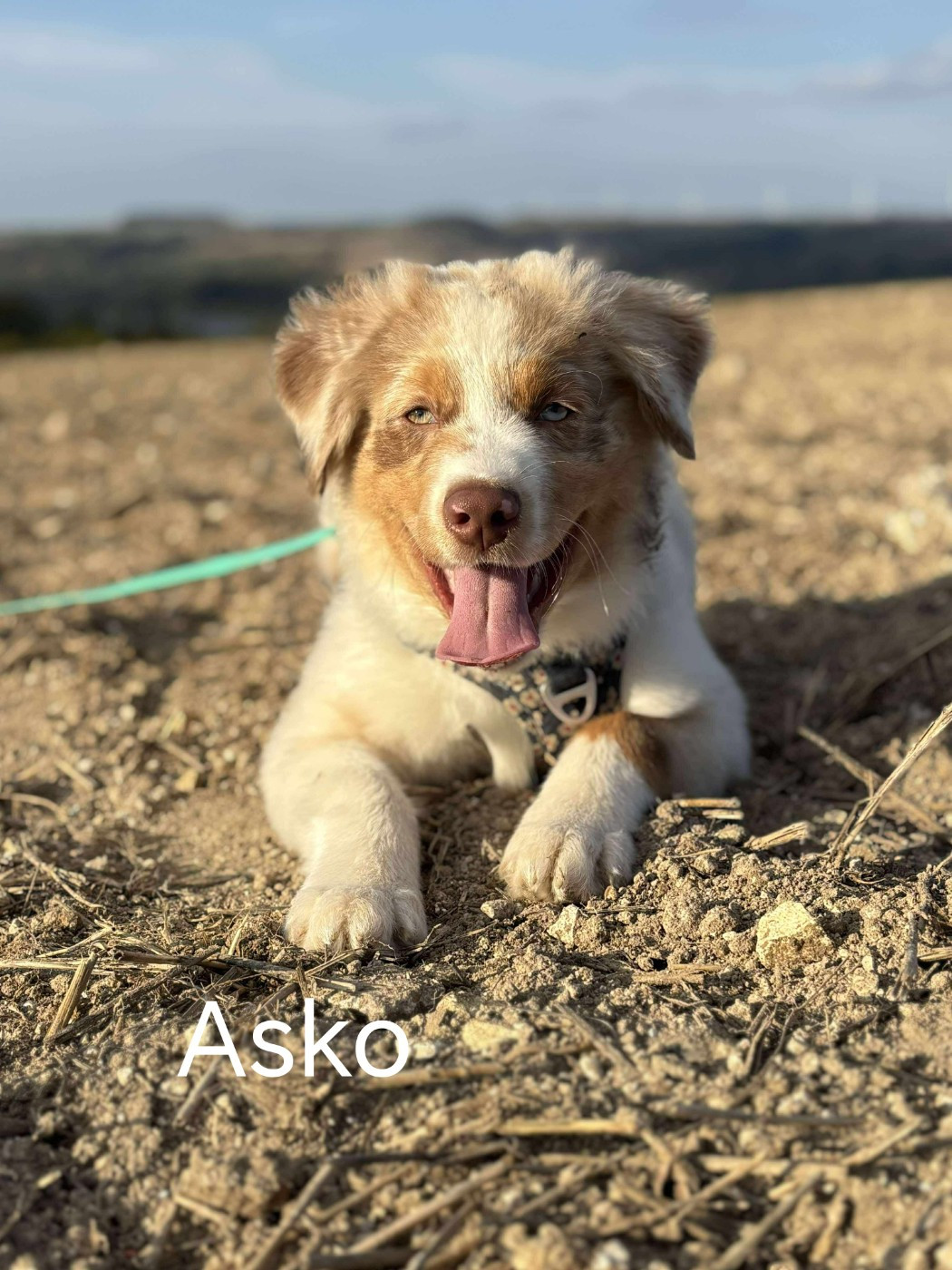 Asko Du Domaine De Nirémione